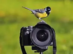 Birding