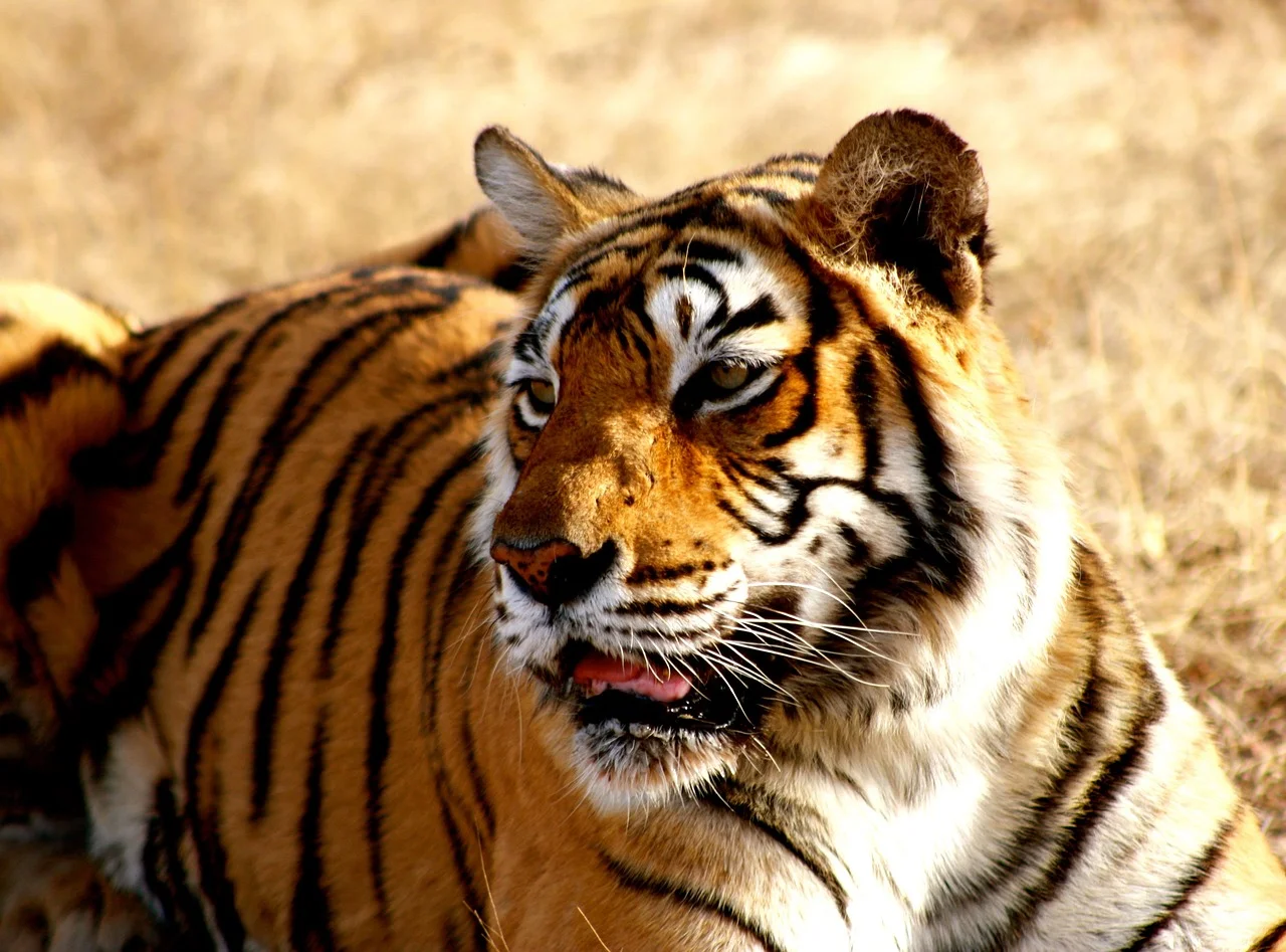 Royal Bengal Tiger