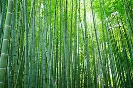 Bamboo