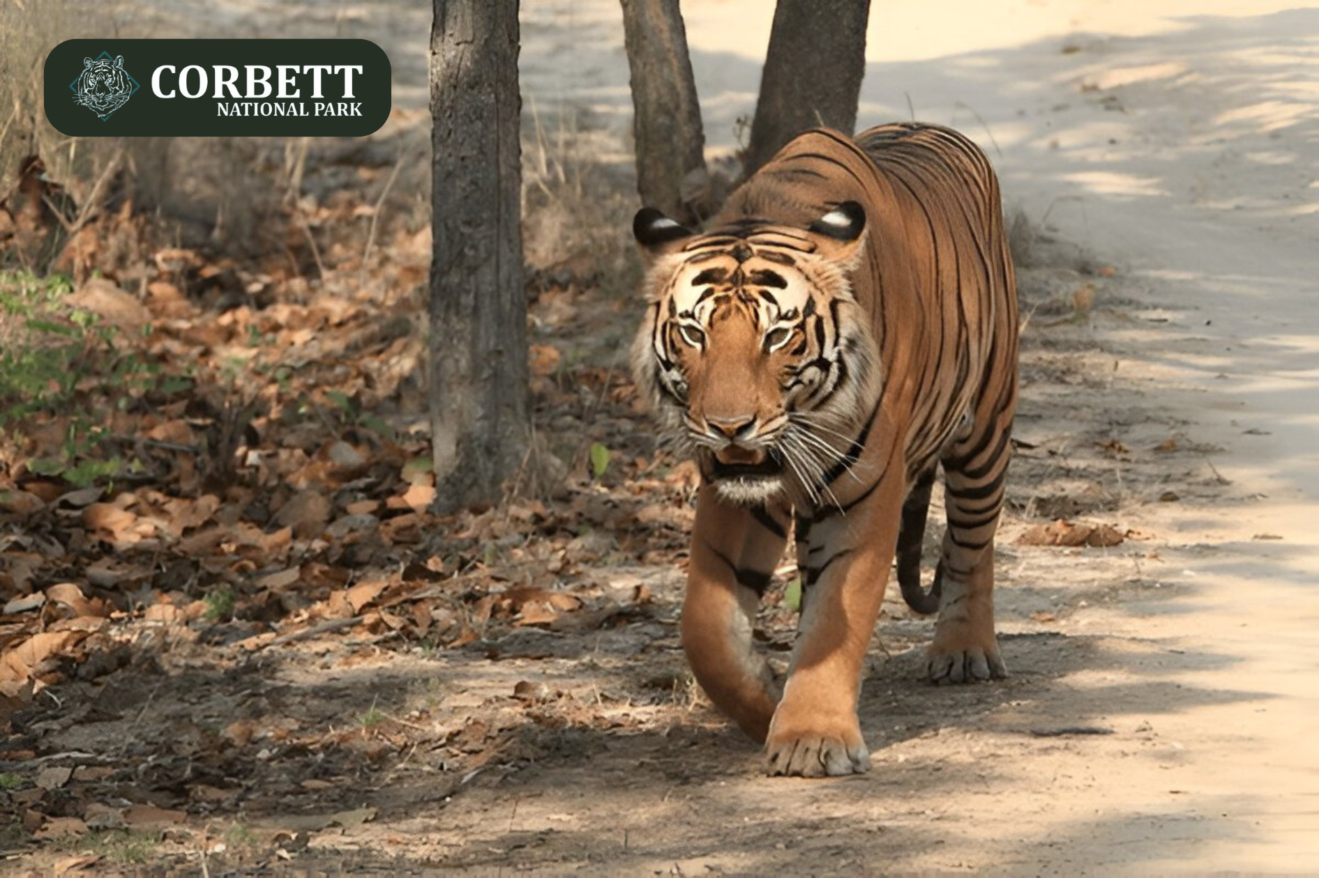 Tiger Roaming