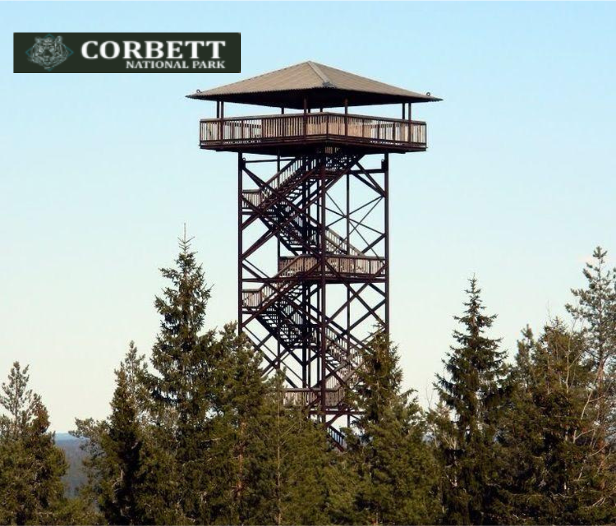 Wildlife safari jeep driving through Jim Corbett National Park surrounded by lush forest in 2025