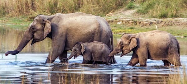 Corbett Fun Tour with 2 Jeep Safari