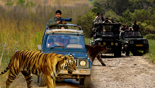 Corbett Safari Tour with One Jeep Safari