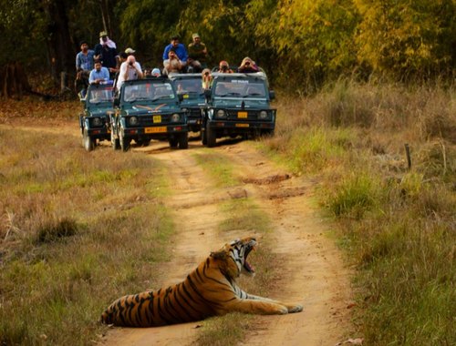 Jim Corbett Tour Packages with One Jeep Safari